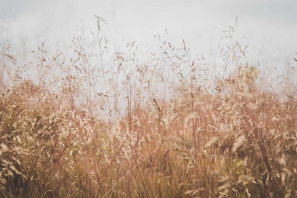 closeup photo of grass