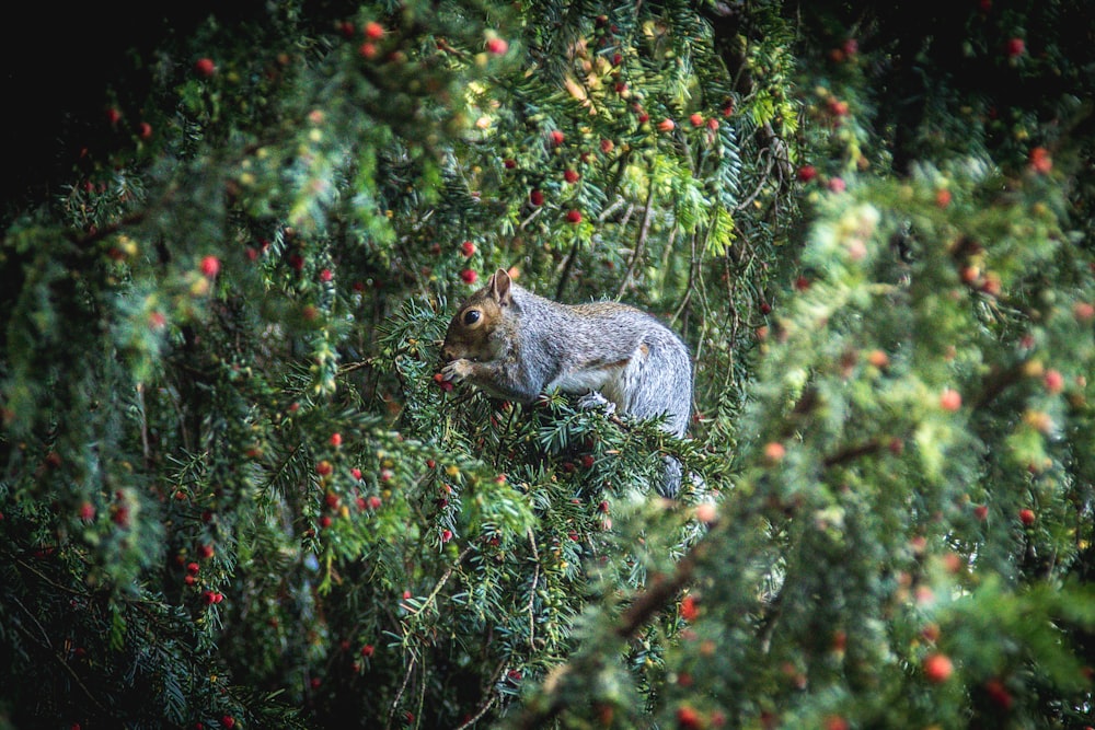 Eichhörnchen frisst tagsüber Früchte
