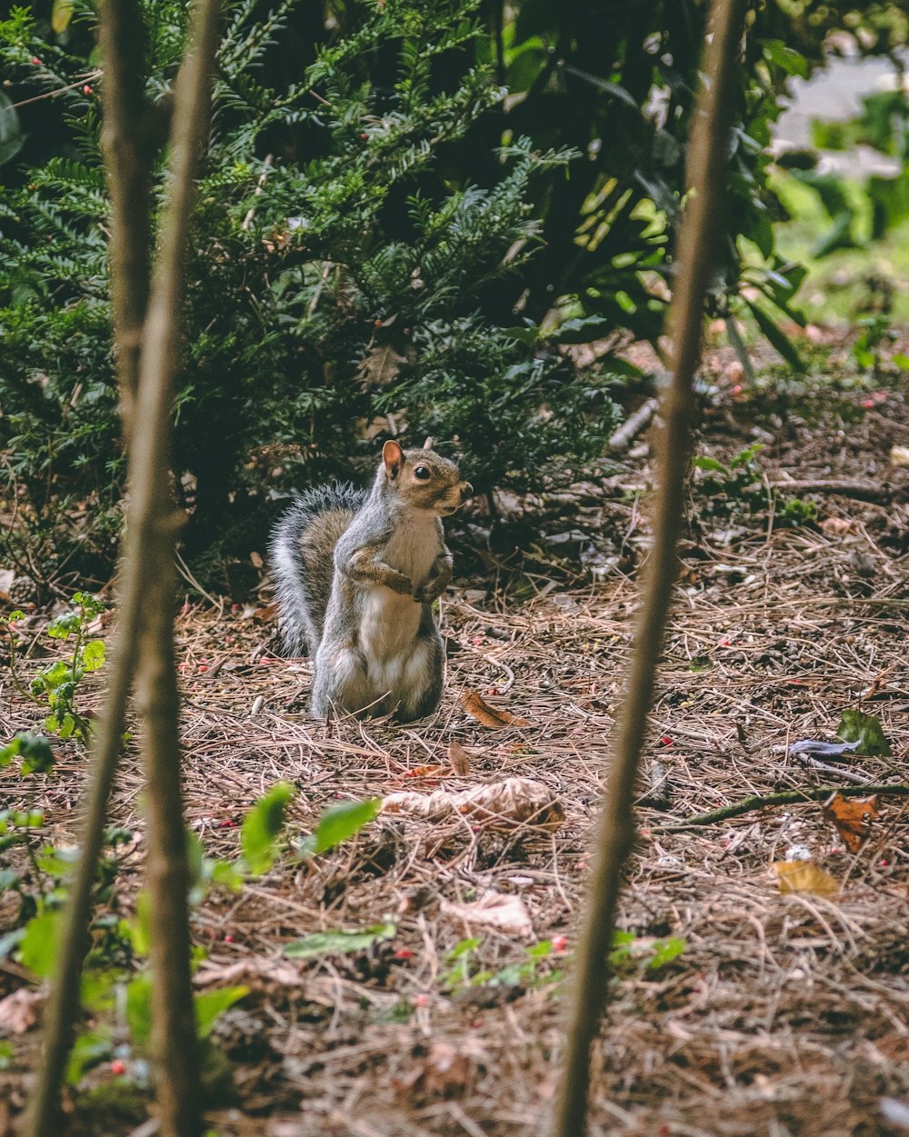 gray animal standing near green tree