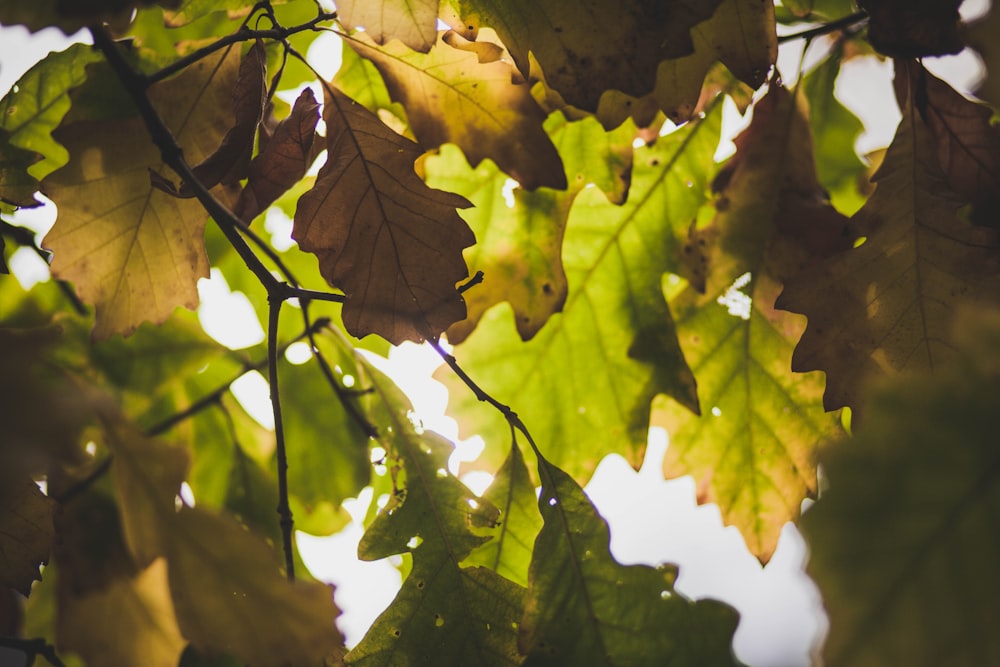 緑と茶色の葉の浅い焦点撮影