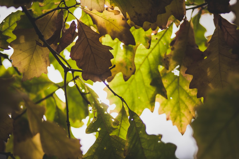 shallow focus photography of green and brown leaves