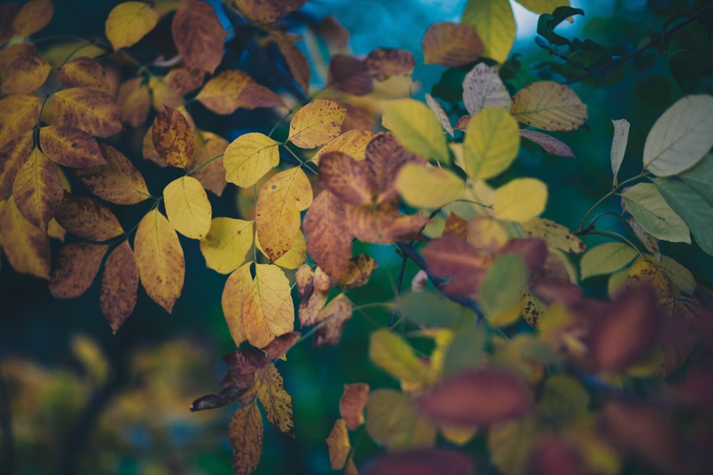 selective focus photograph of green leafed plant