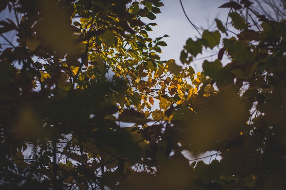 녹색 잎이 달린 나무의 로우 앵글 사진