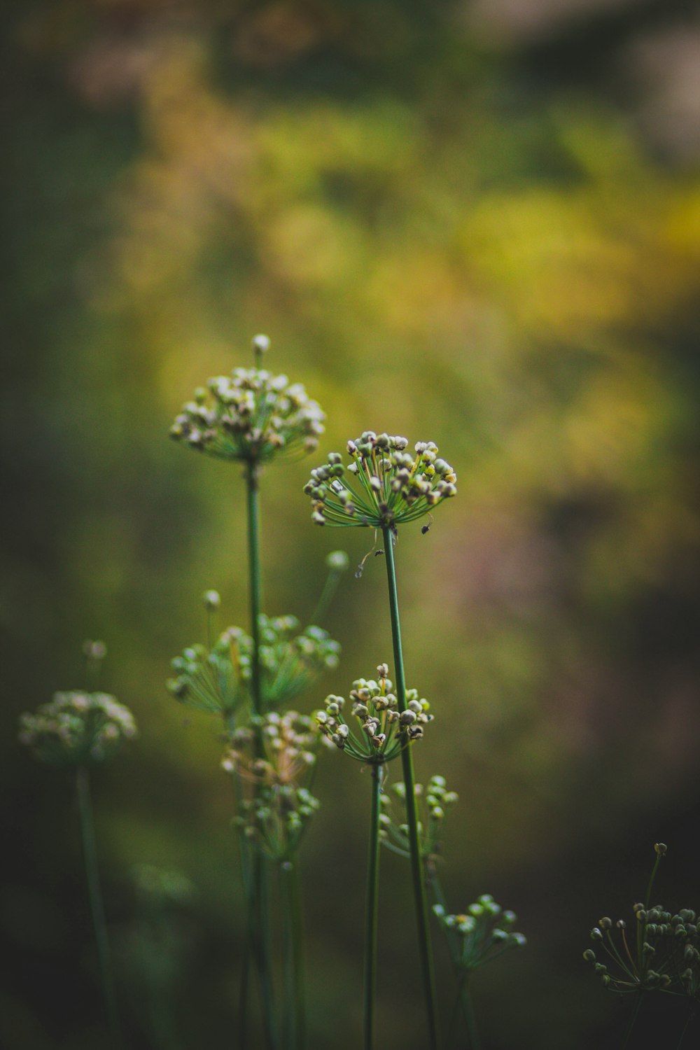 shallow focus of white flower