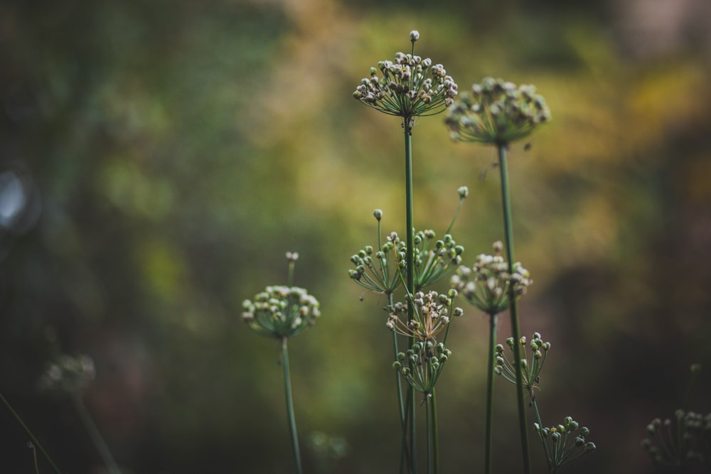 plantas de folhas verdes