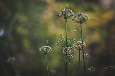 Chives