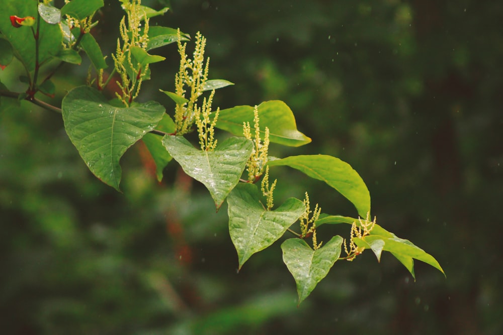 selective focus photography of green leafed plant at daytime