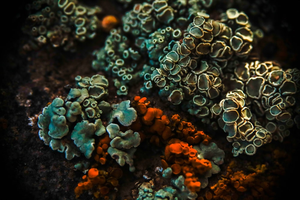 Corais verdes e alaranjados