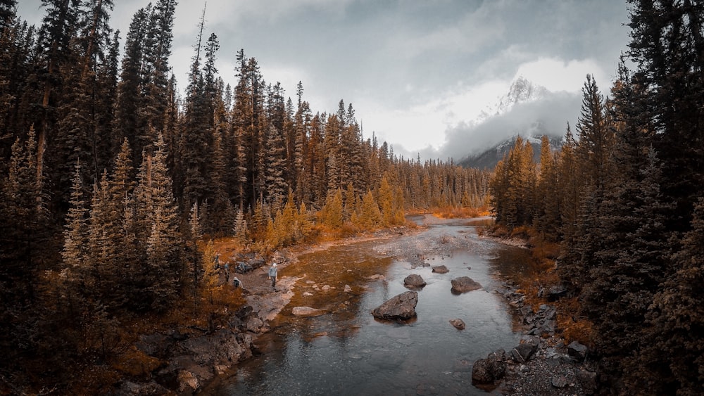 photo of body of water in between trees