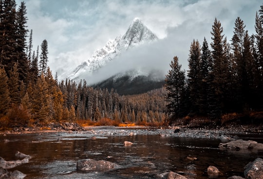 river surrounded with tall trees and mountain alp at distance in Cone Mountain Canada