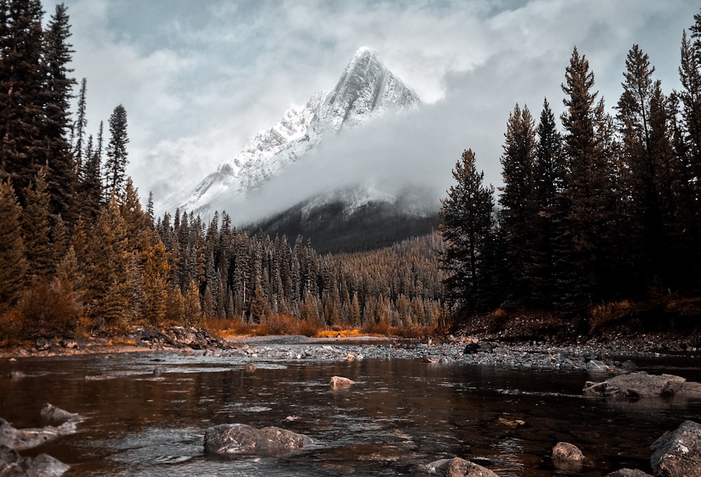 river surrounded with tall trees and mountain alp at distance