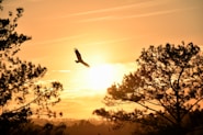 aquila al traamonto