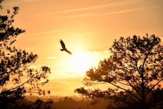 aquila al traamonto