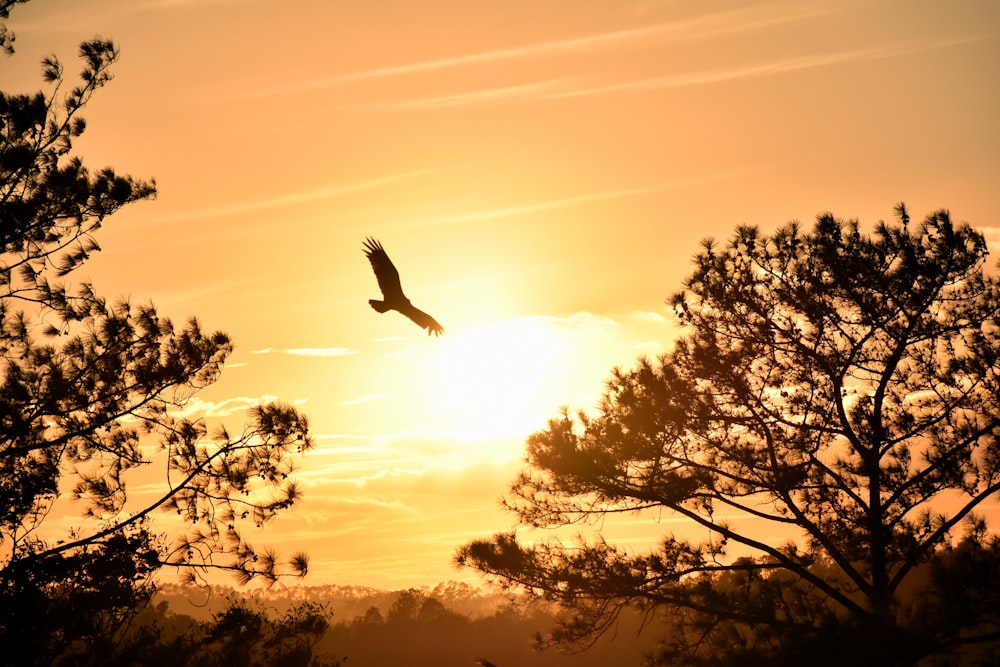 aigle suspendu sous le coucher du soleil