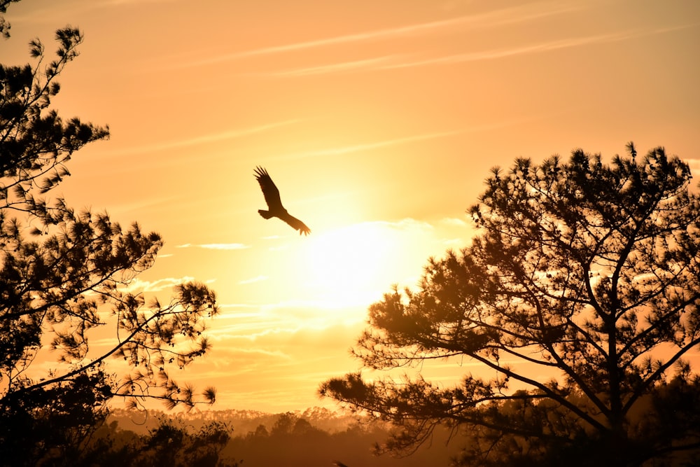 águila colgando bajo la puesta del sol