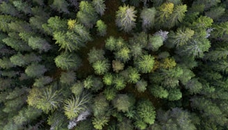 aerial photo of trees