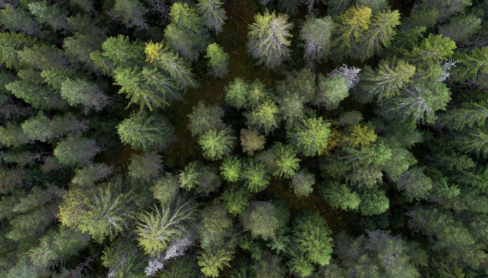 photo aérienne d’arbres