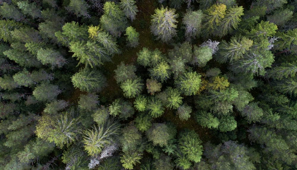 aerial photo of trees