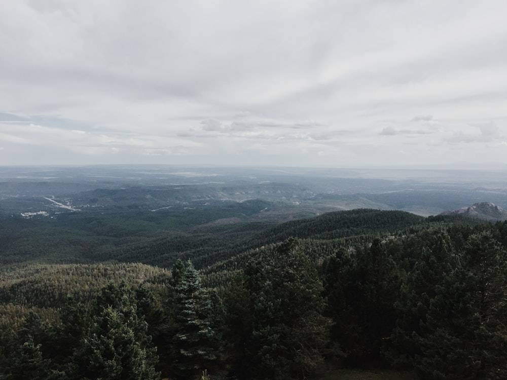 bird's eye view of forest mountain