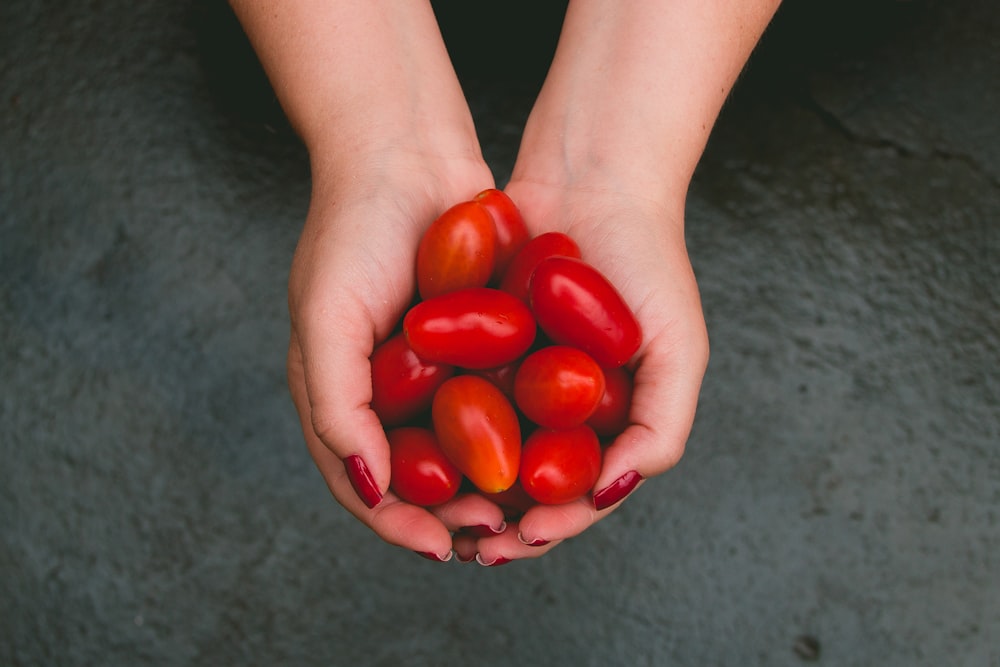 person holding tomatoes