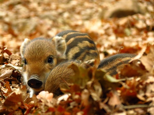 photo of Budakeszi Wildlife near Hungarian Parliament Building