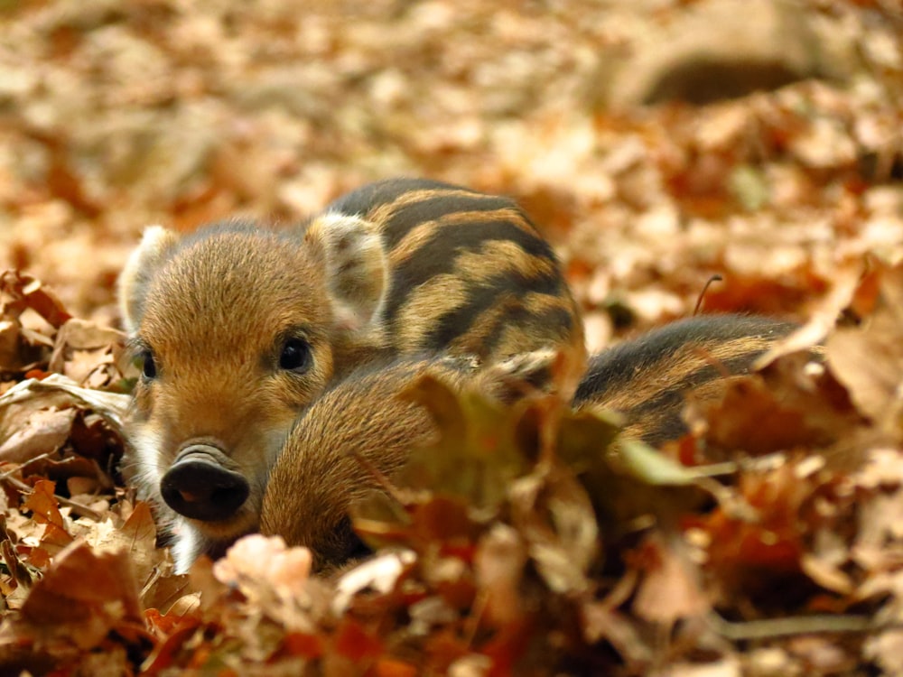 two brown piglets on leaves