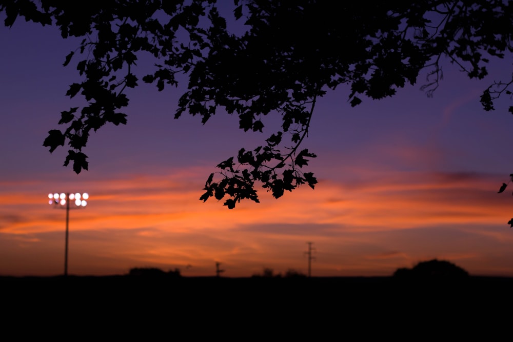 silhouette of tree