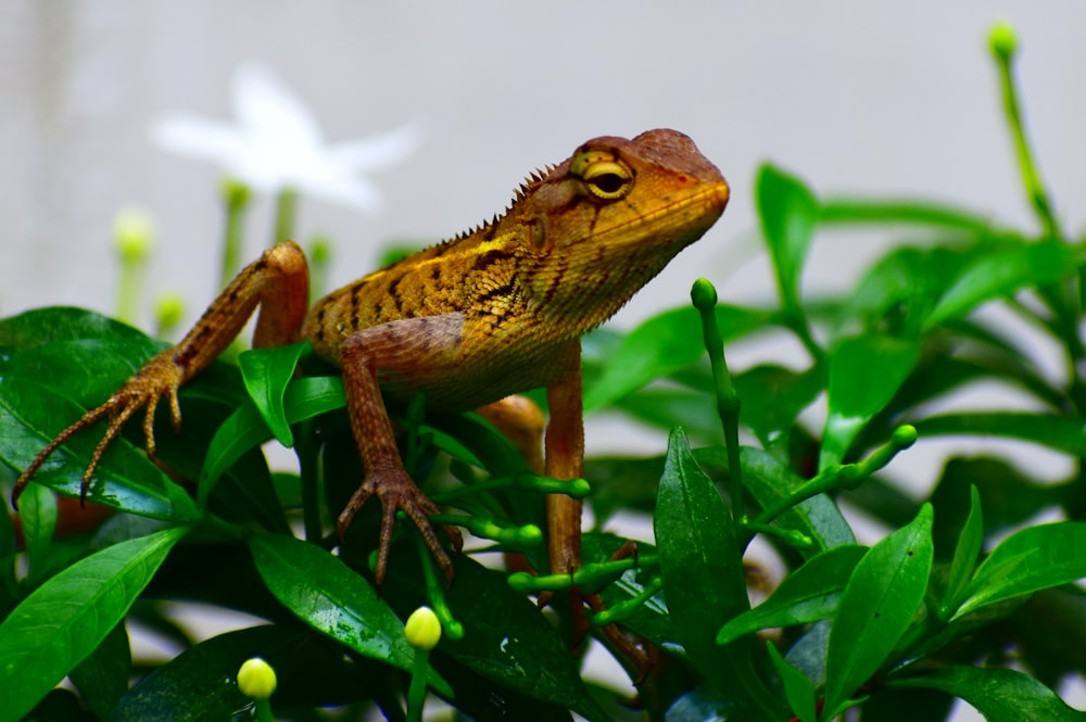 brown frog on leaves