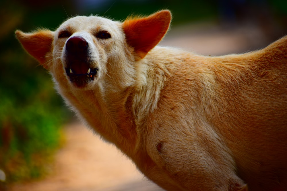 dog open its mouth