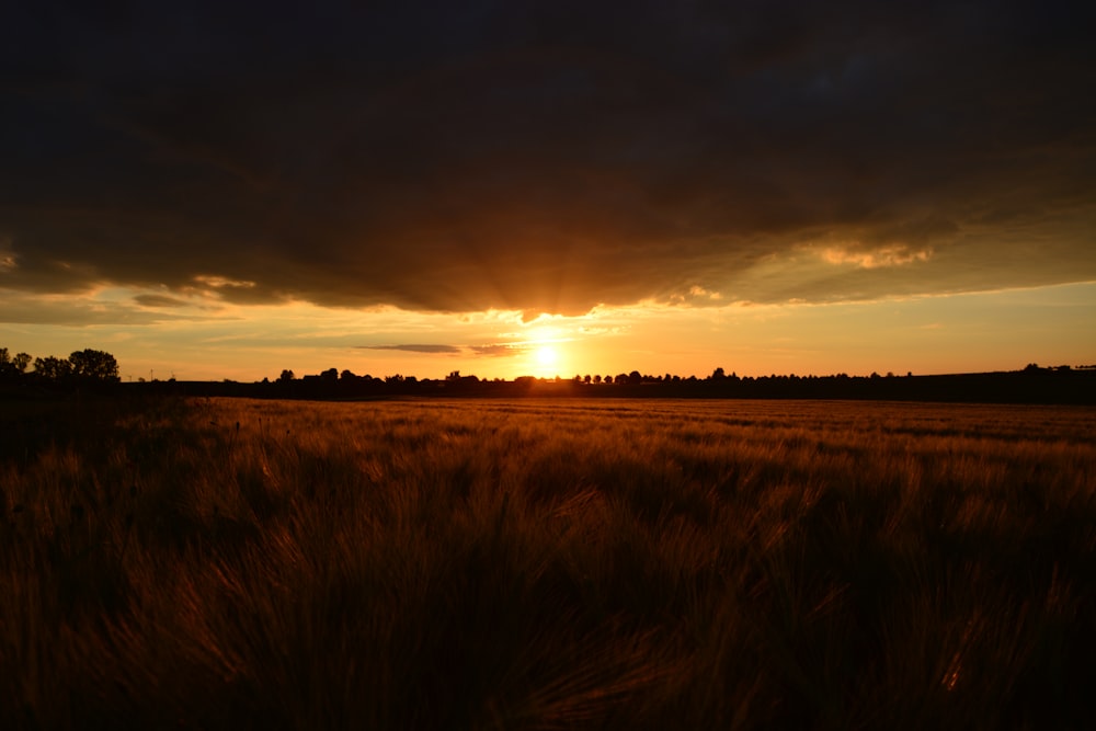 open field under black clouds during golden hour
