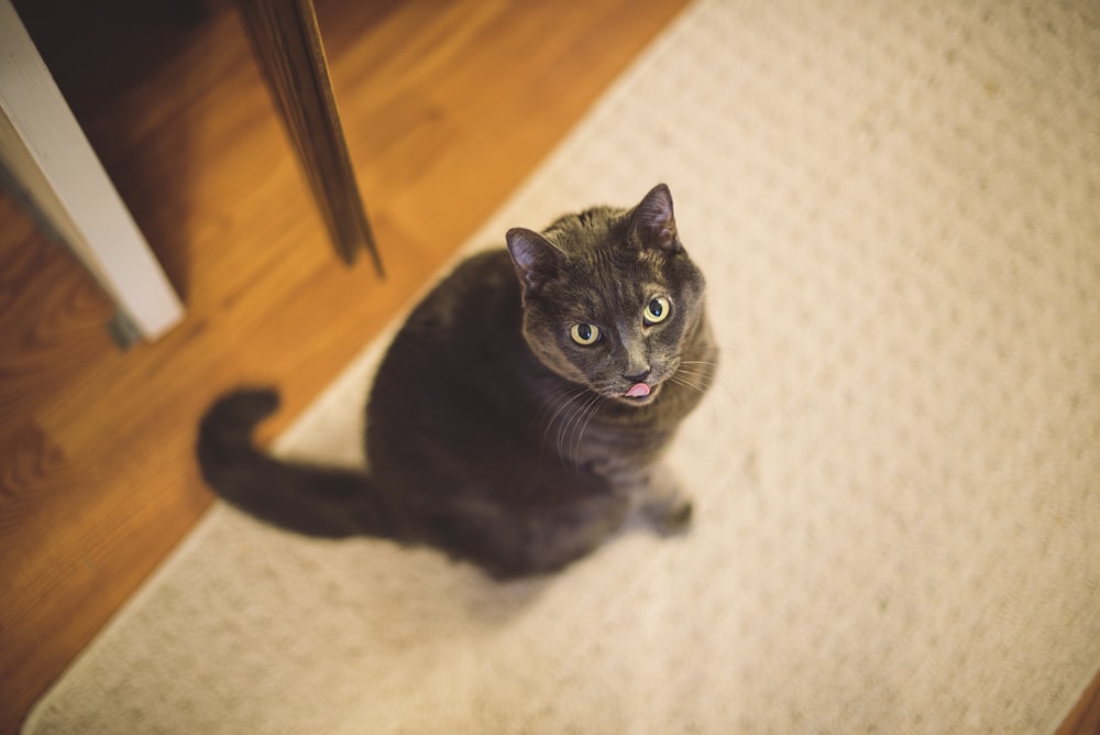 black cat on white floor mat shallow focus photography