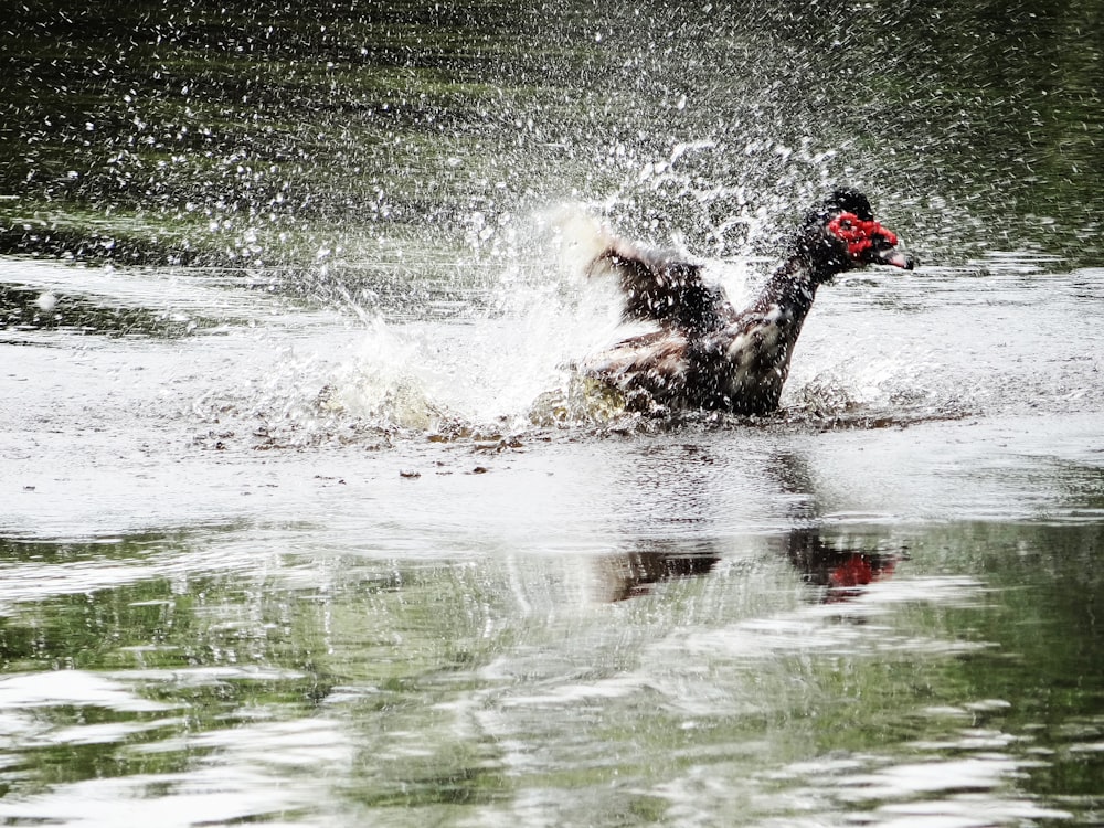 duck bathing on body of water