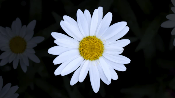 Lily