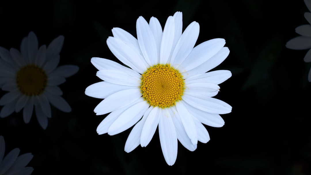 close view of daisy