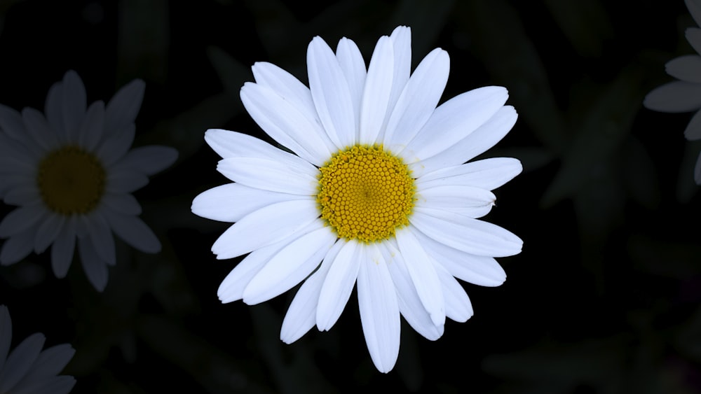 close view of daisy