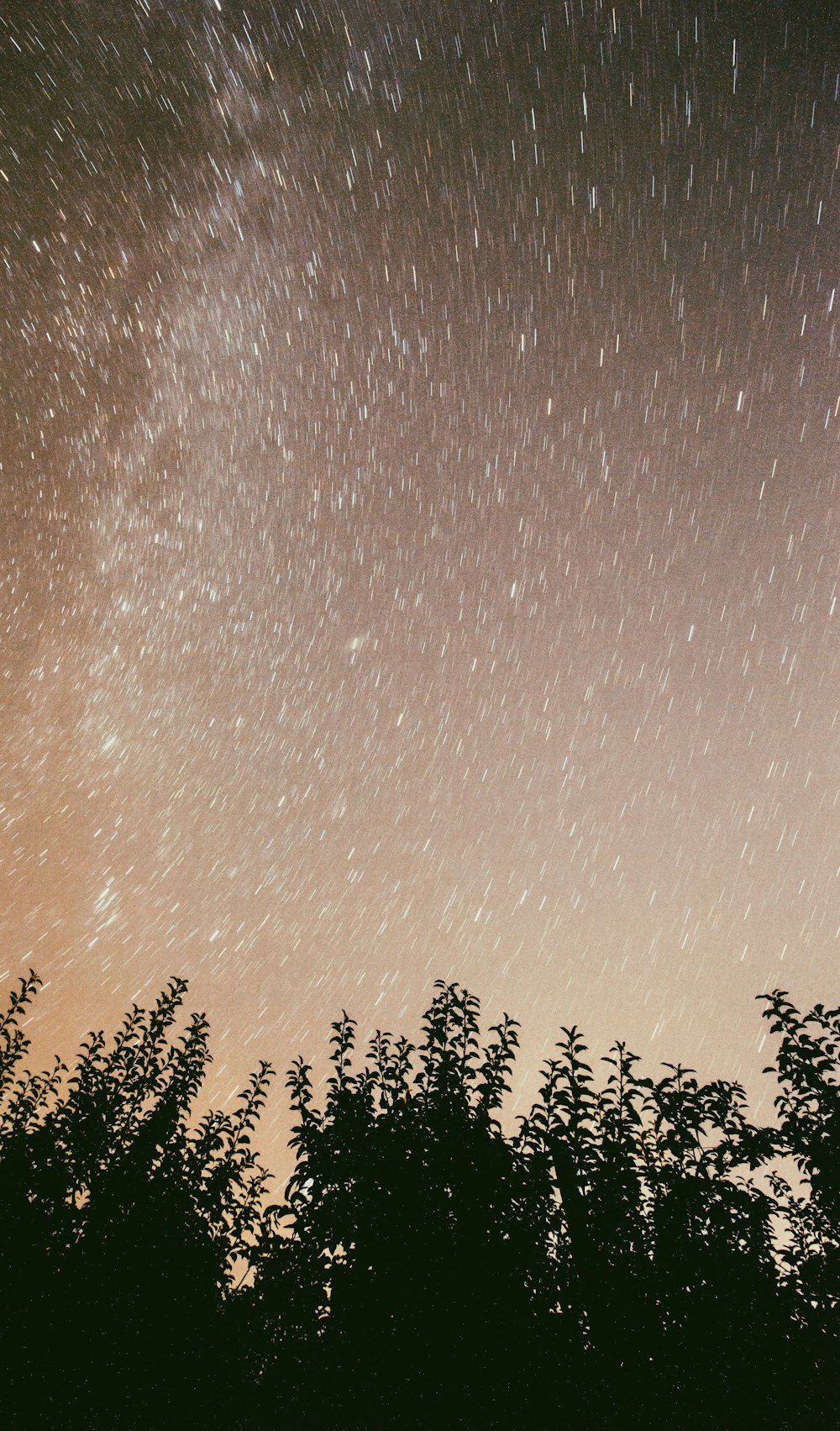 silhouette of green trees under sky filled with stars