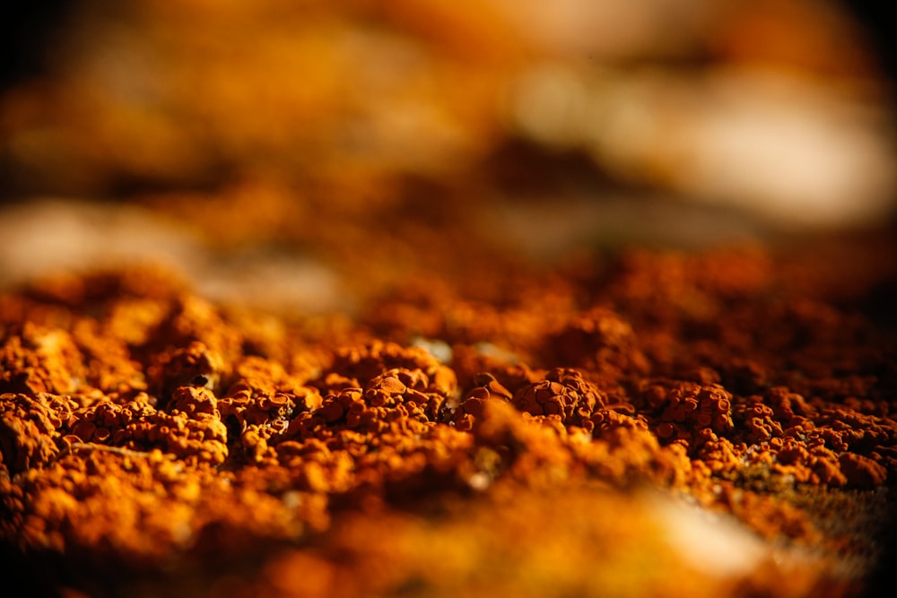 tilt shift photography of brown soil