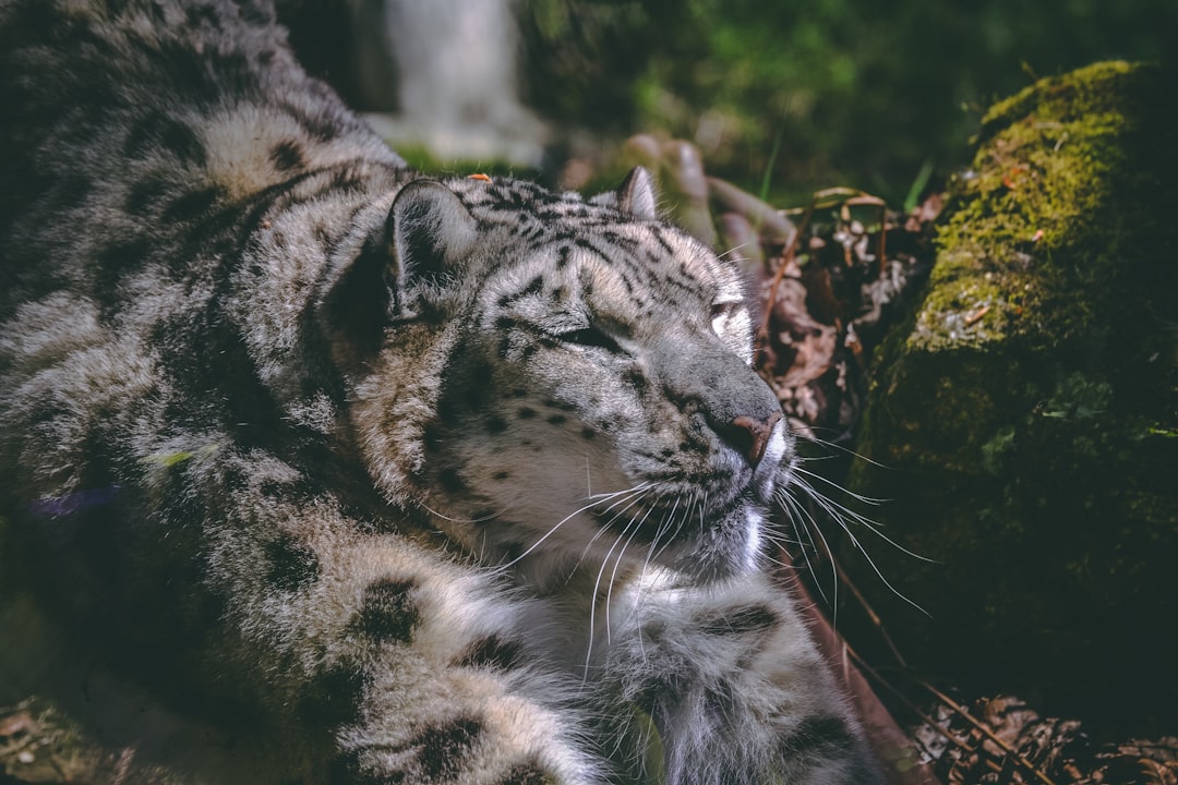 Wildlife photo spot Zoo de Pont Scorff Locmariaquer