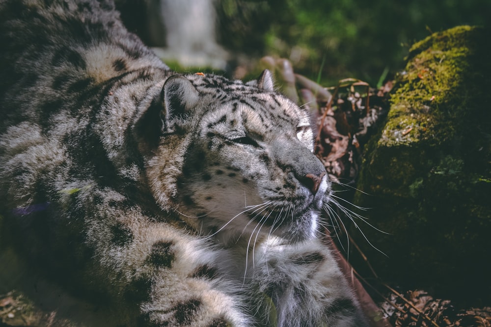 shallow focus photography of brown and black leopard