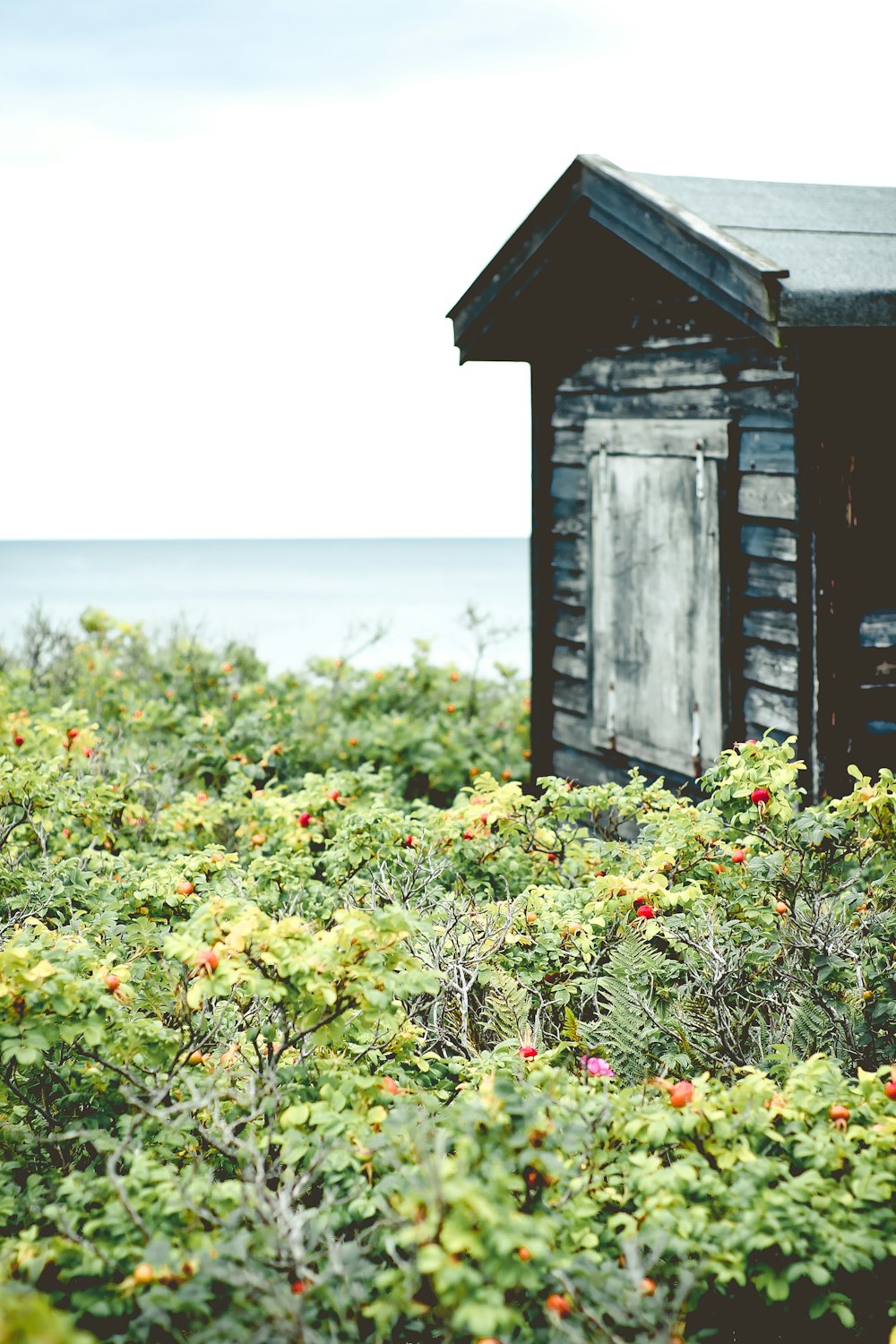 shallow focus photography of green plants with flowers near a wooden house