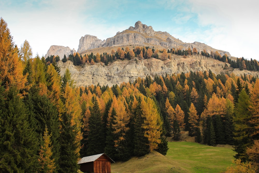 photo of brown mountain with trees near vicinity