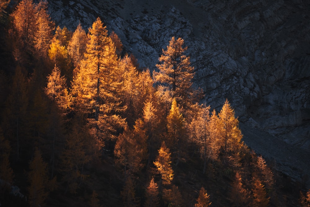 aerial view of trees