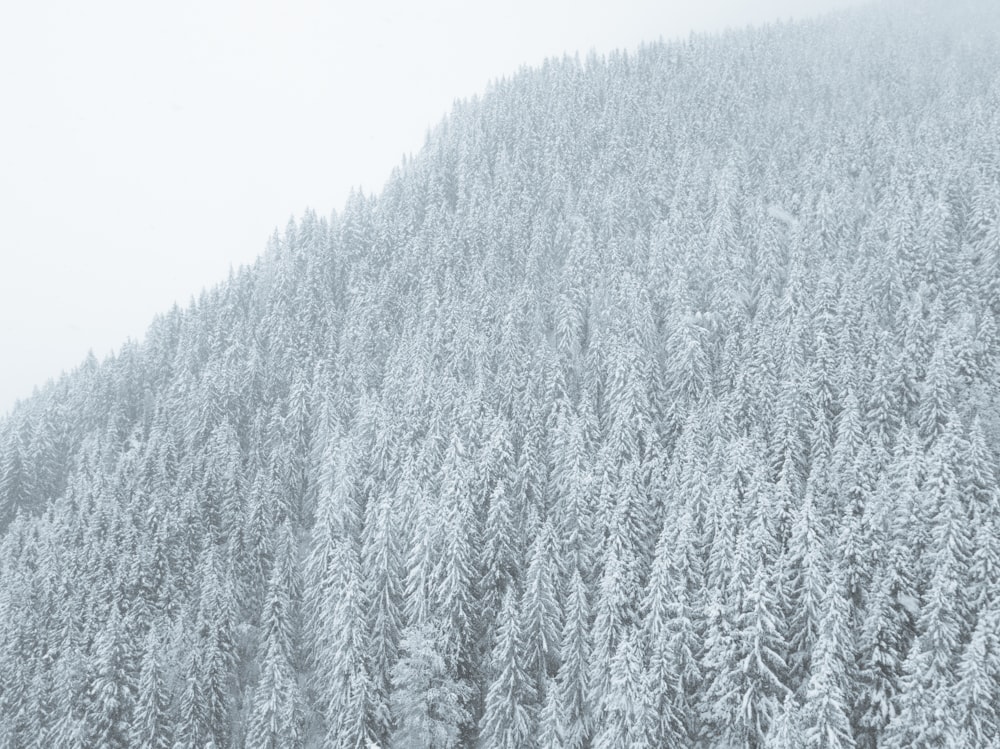 snowy forest on mountainside during daytime