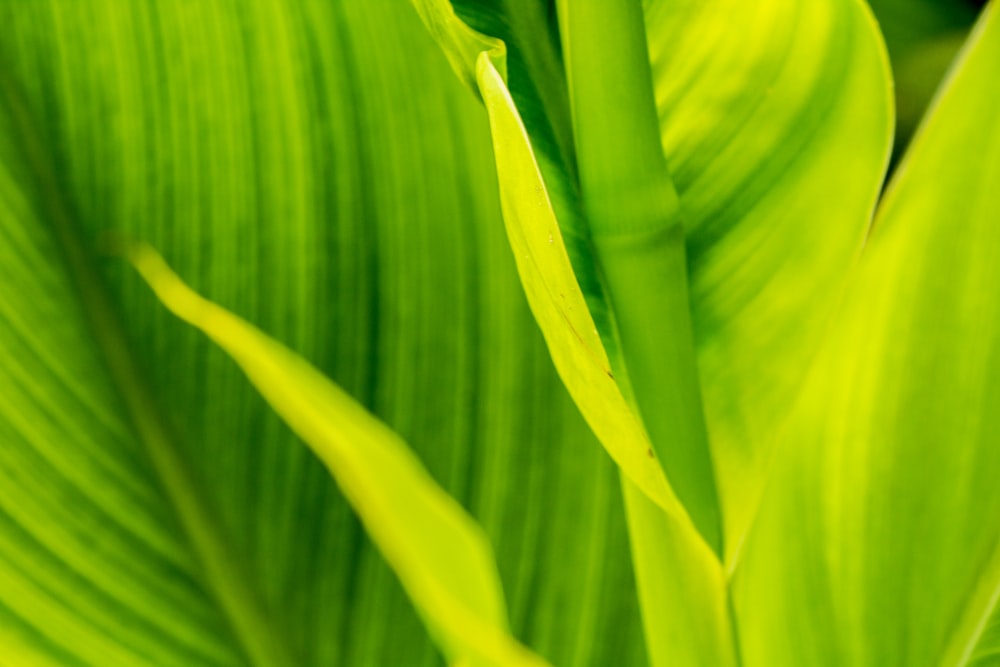 plante à larges feuilles vertes et jaunes pendant la journée