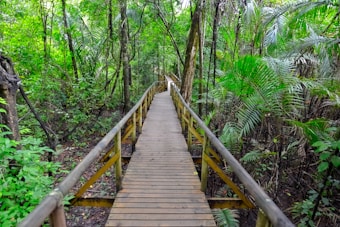 A wooden walkway leads into a lush, dense forest. The path is surrounded by tall trees and vibrant green foliage, creating a serene and natural atmosphere. Sunlight filters through the canopy overhead, highlighting the various shades of green. The walkway, flanked by railings, appears well-maintained and inviting for a leisurely stroll.
