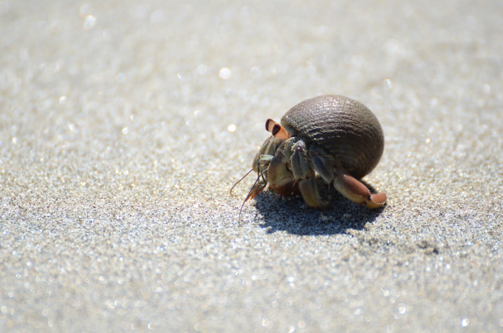 Photographie d’objectif à bascule de décalage de crabe ermite brun