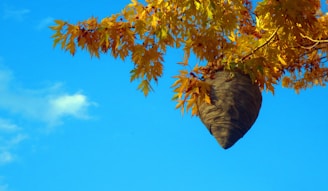A large wasp nest hangs from a tree branch with golden yellow leaves. The sky in the background is bright blue with a few wispy clouds.