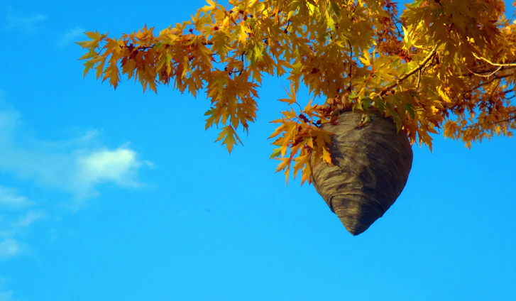 Technician in protective gear removing a large hornet nest from a tall tree.