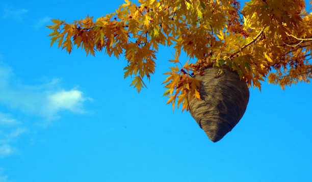 Technician safely removing an Asian hornet nest from a tree in a lush forest.