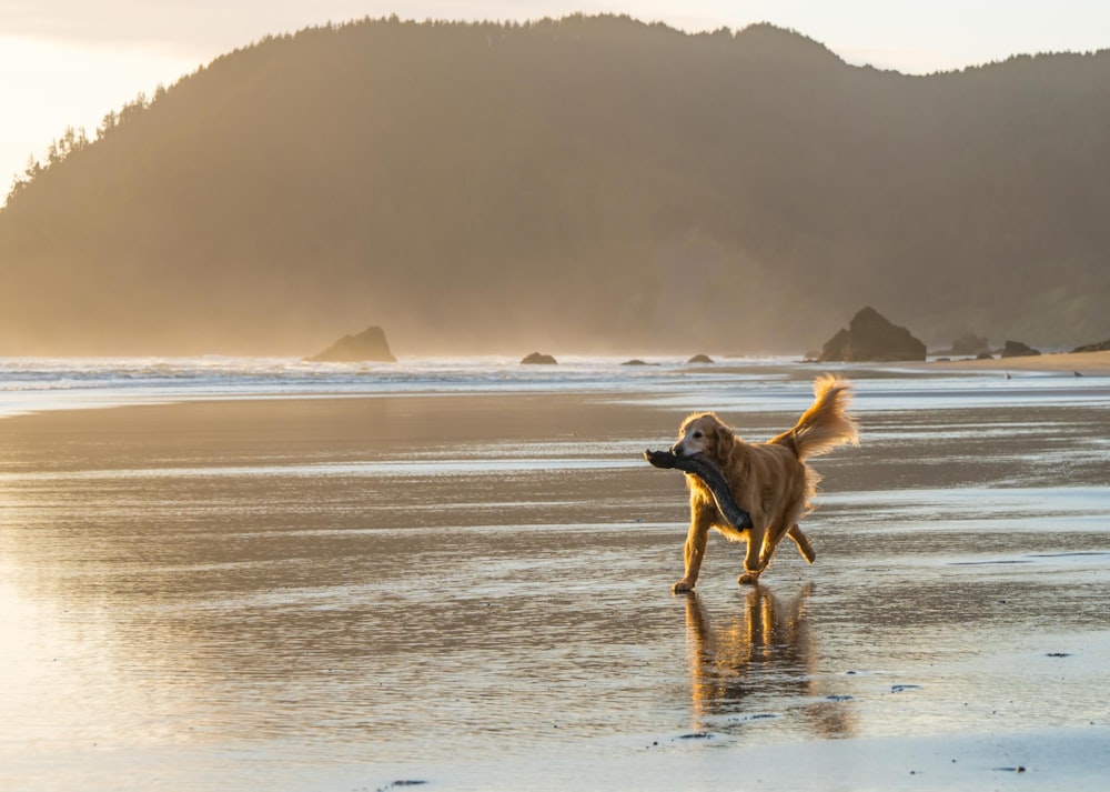 passeio marrom do cão na costa